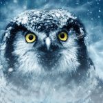 bird, owl, wildlife-3732867.jpg